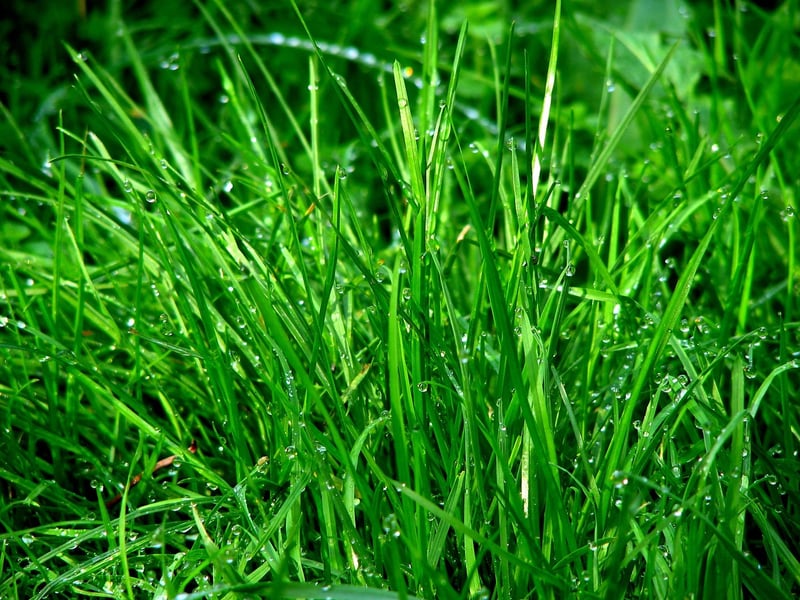 Enchanted Greenery