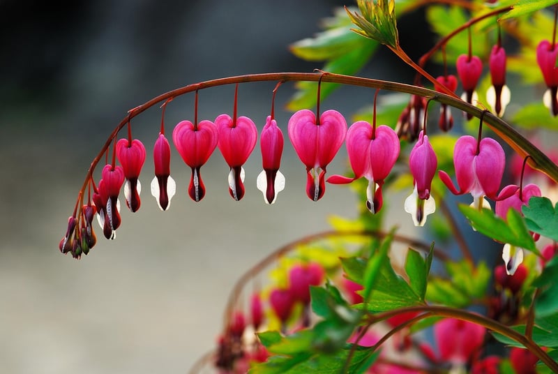 Bleeding Heart