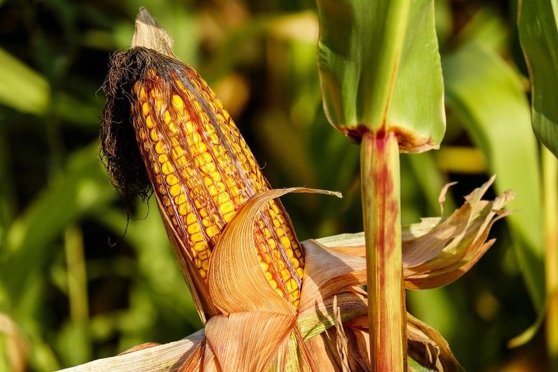 Harvested Corn