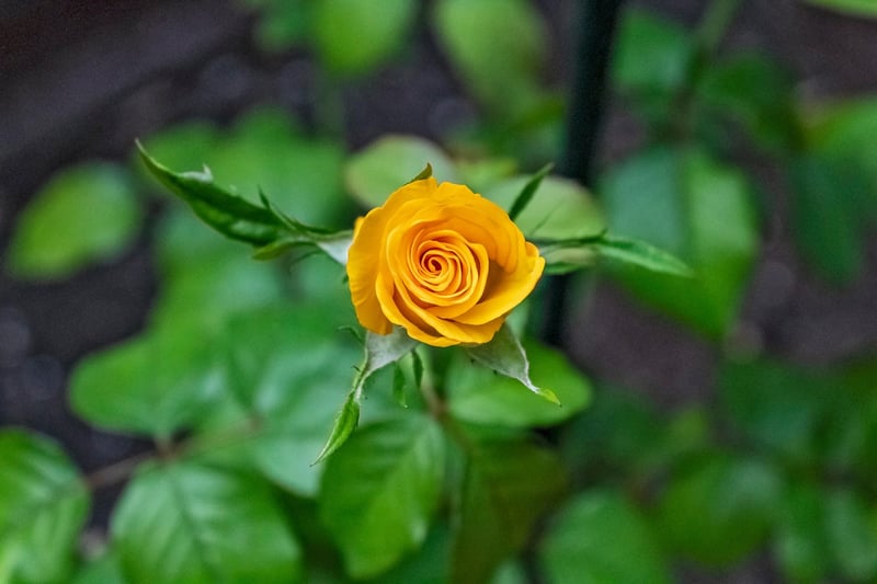Magical Plant
